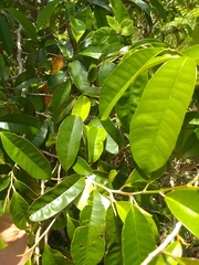 Chrysophyllum argenteum