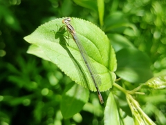 Coenagrion puella