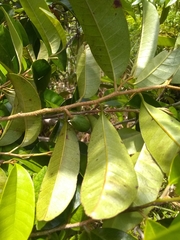 Chrysophyllum argenteum