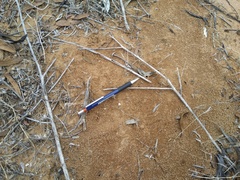 Camponotus ephippium