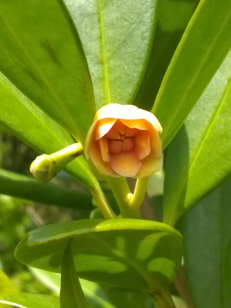 Illicium hottense