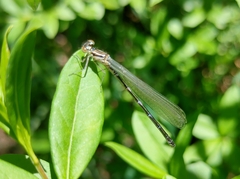 Coenagrion puella