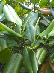 Magnolia ekmanii