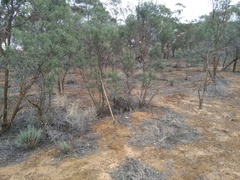 Camponotus ephippium