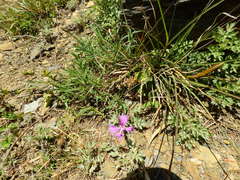 Dianthus pygmaeus