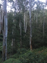 Eucalyptus amplifolia