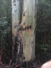 Eucalyptus amplifolia
