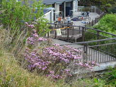 Rhododendron breviperulatum