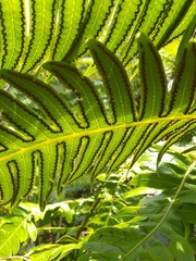 Cyathea horrida