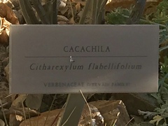 Citharexylum flabellifolium