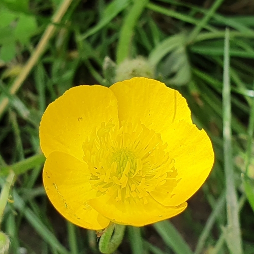 Bigleaf buttercup (Ranunculus macrophyllus)