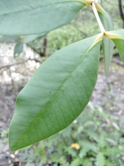 Magnoliopsida