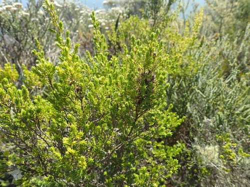 Image of Erica glumiflora by (c) Nicola van Berkel, some rights reserved (CC BY-SA)