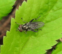 Chalcosyrphus nemorum