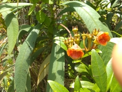 Rhytidophyllum bicolor