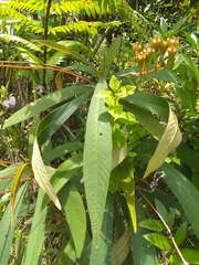 Rhytidophyllum bicolor