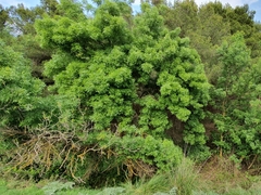 Fraxinus angustifolia image