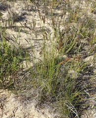 Schoenus graciliculmis