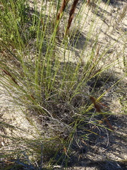 Schoenus graciliculmis