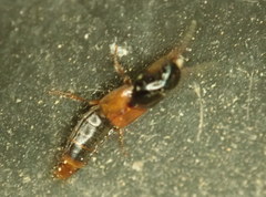 Quedius cruentus