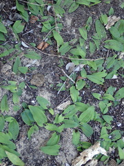 Habenaria arenaria