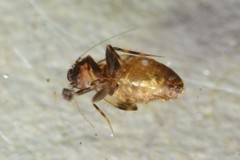Lepidopsocidae