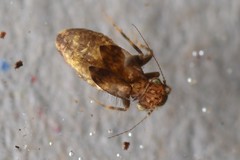 Lepidopsocidae