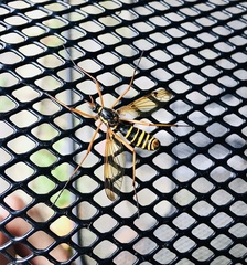 Ctenophora flaveolata