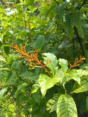 Palicourea crocea