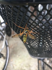 Ctenophora flaveolata