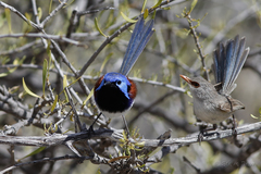 Malurus assimilis assimilis