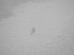 Tarsiger johnstoniae