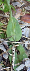 Habenaria arenaria