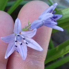 Angiospermae