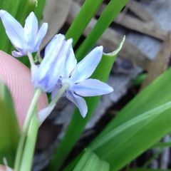 Angiospermae