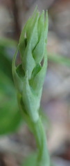 Habenaria arenaria