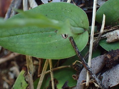 Habenaria arenaria