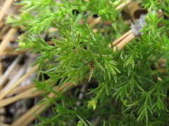 Galium andrewsii
