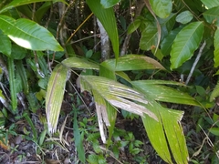 Geonoma pinnatifrons oxycarpa