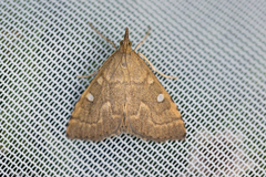 Mnesictena marmarina