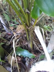 Geonoma pinnatifrons oxycarpa