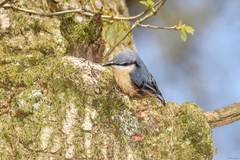 Sitta europaea caesia