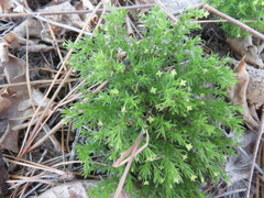 Galium andrewsii