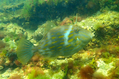 Eubalichthys mosaicus