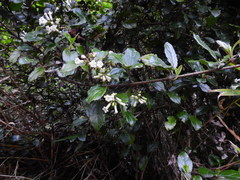 Viburnum suspensum