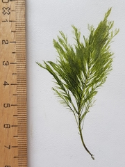 Bryopsis plumosa