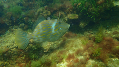 Eubalichthys mosaicus