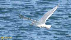 Larus argentatus vegae