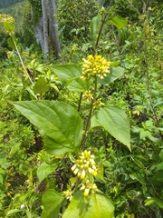 Schistocarpha eupatorioides