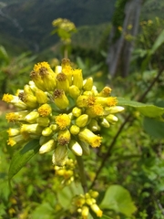 Schistocarpha eupatorioides
